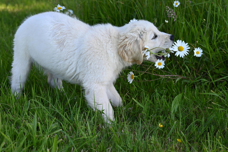 Hund auf Blumenwiese – die schönsten Blumen-Hundenamen mit Bedeutung