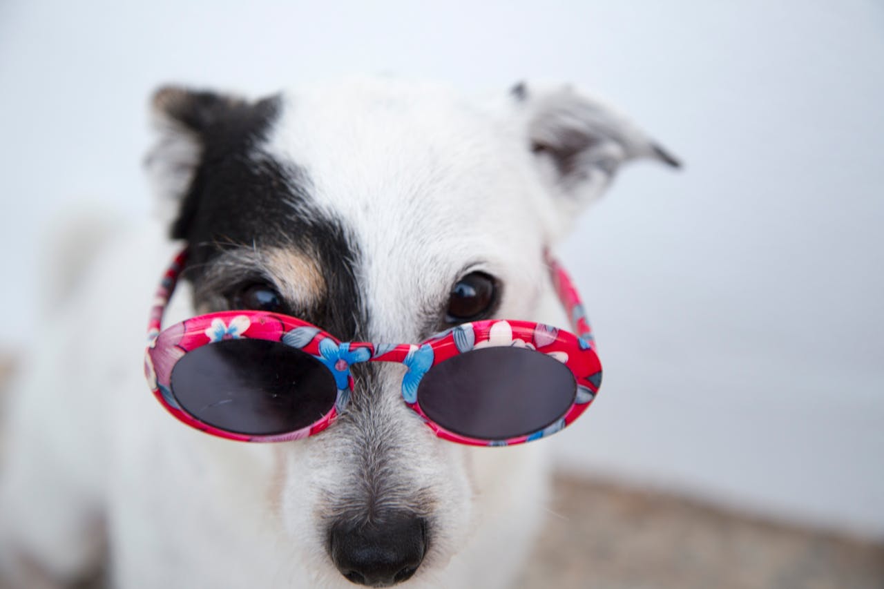 Cooler Hund mit Sommer-Vibes – die besten Cocktail-Hundenamen von Mojito bis Whiskey