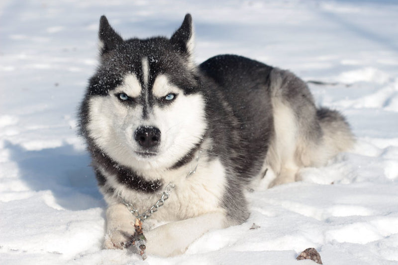 Imposanter Hund im nebligen Wald – mystische und nordische Hundenamen mit Bedeutung