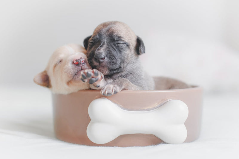 Süßer Hund schaut auf Leckerli – die besten Food-Hundenamen von Cookie bis Noodle