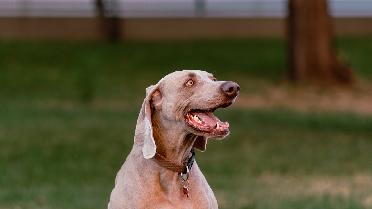 Einzigartiger Hund – über 100 ausgefallene Hundenamen mit Bedeutung