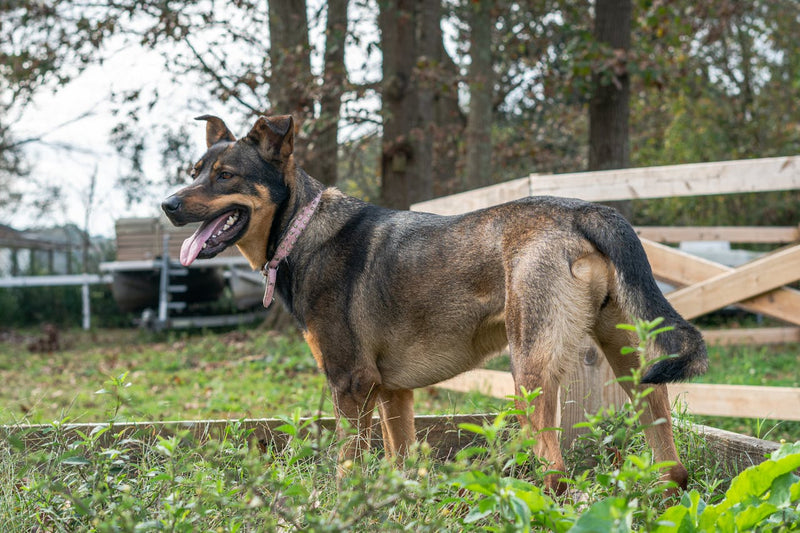 Kräftiger Rüde im Freien – 80 starke männliche Hundenamen mit Bedeutung