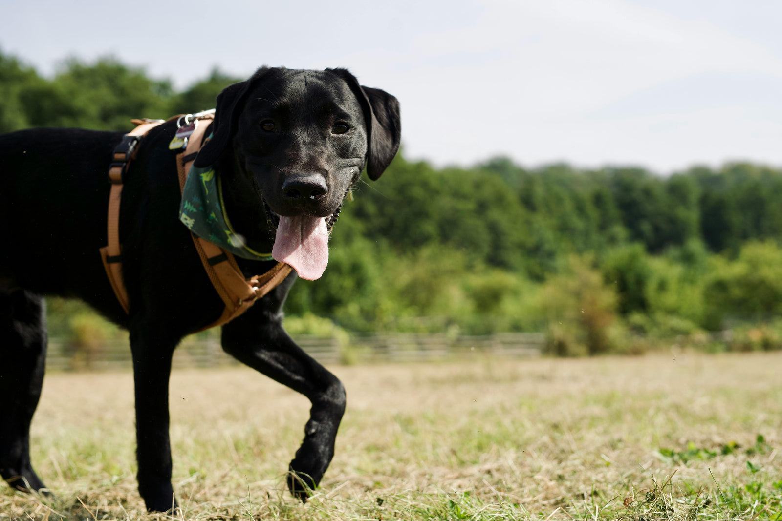 Hundemarke mit Gravur am Halsband – was gehört auf eine Hundemarke in Deutschland