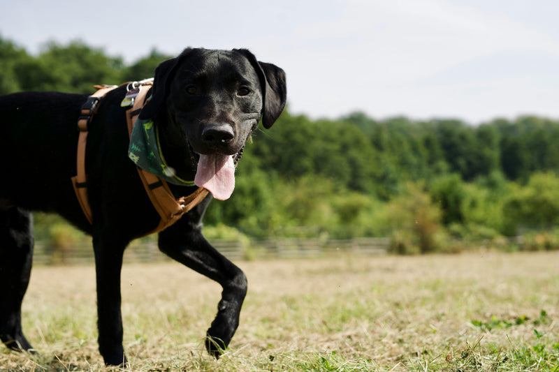 Hundemarke mit Gravur am Halsband – was gehört auf eine Hundemarke in Deutschland