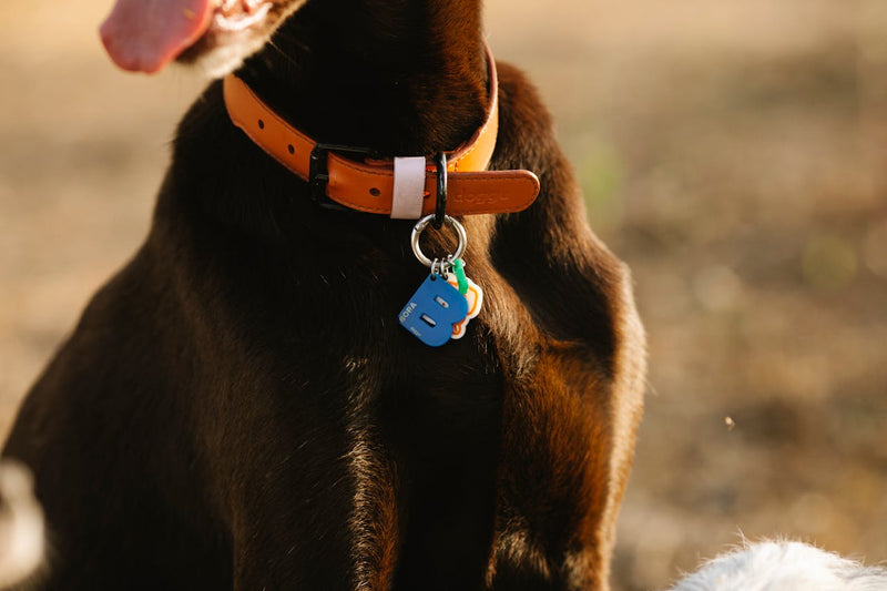 Hund mit Hundemarke – Vergleich Hundemarke vs. Mikrochip für optimalen Schutz