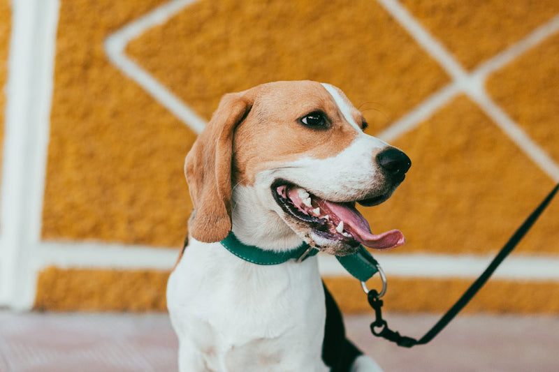 Hundemarke mit kreativer Gravur – Ideen für Texte und Sprüche auf der Hundemarke