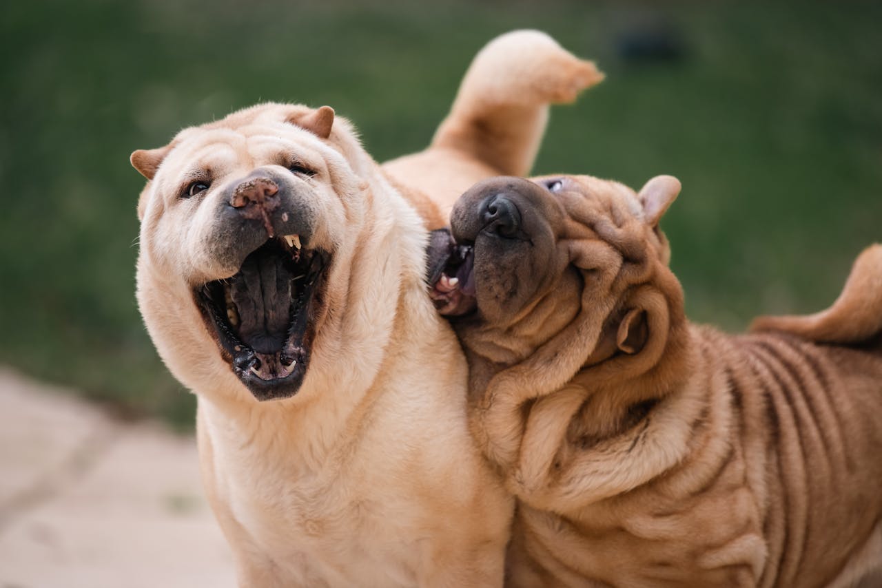 Hundemarken in verschiedenen Größen – Ratgeber zur richtigen Größe für deinen Hund
