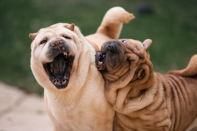 Hundemarken in verschiedenen Größen – Ratgeber zur richtigen Größe für deinen Hund