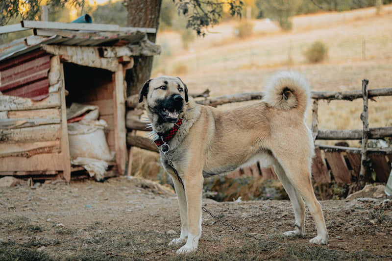 Hundemarken aus verschiedenen Materialien im Vergleich – Edelstahl, Aluminium und Holz
