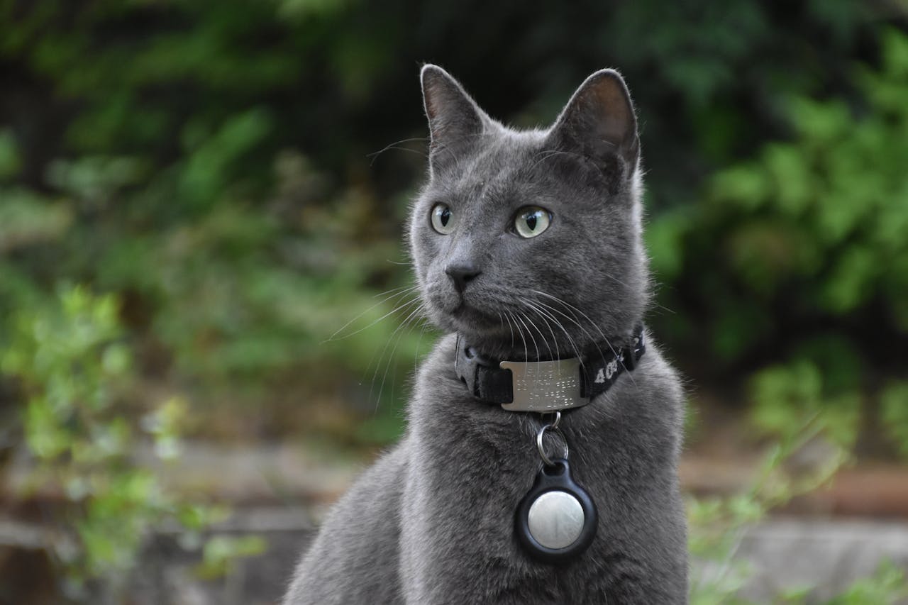 Freigänger-Katze mit Erkennungsmarke am Sicherheitshalsband im Garten