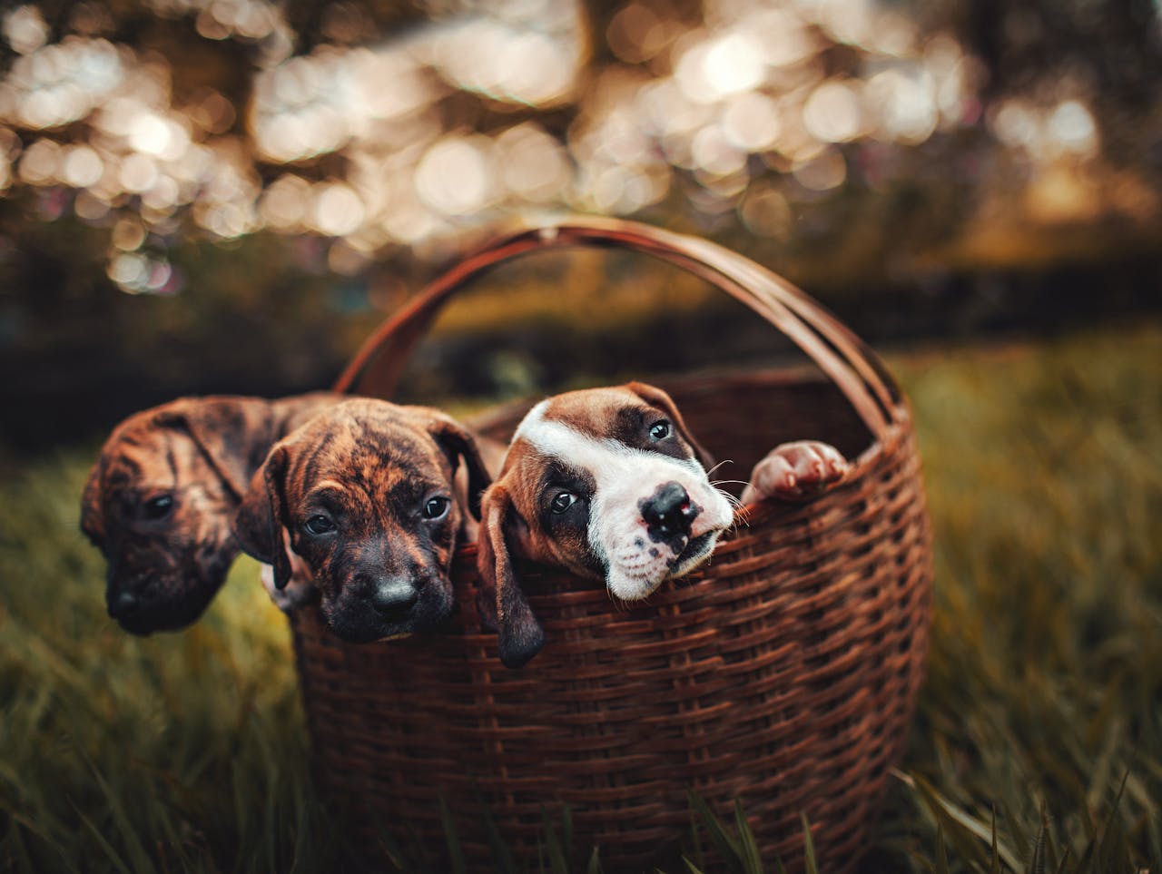 Welpe mit Erstausstattung – die komplette Checkliste für neue Hundebesitzer 2026