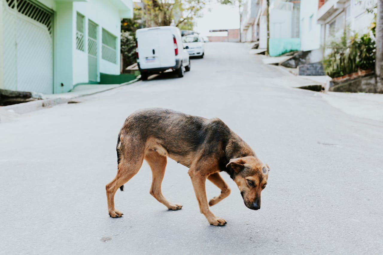 Hund mit Erkennungsmarke in einer deutschen Stadt – Kennzeichnungspflichten in Deutschland