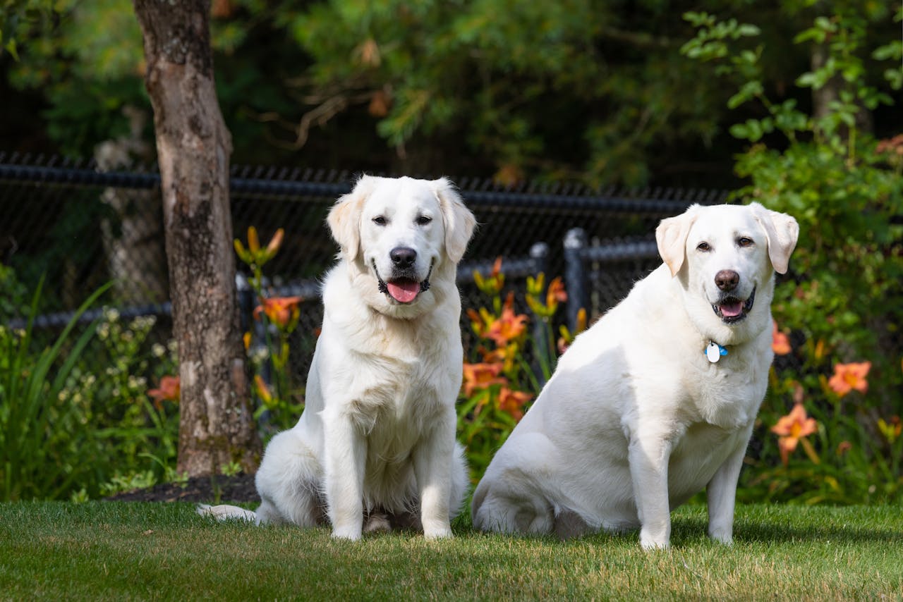 Golden Retriever auf einer Wiese – eine der besten Hunderassen für Anfänger