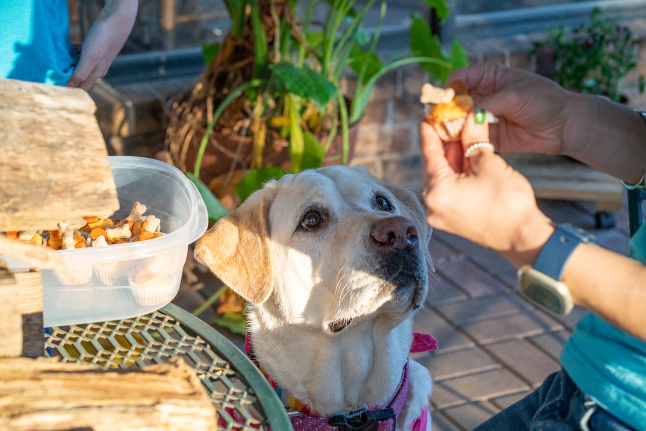 Geschenke für Hundebesitzer – 15 originelle Ideen die wirklich ankommen
