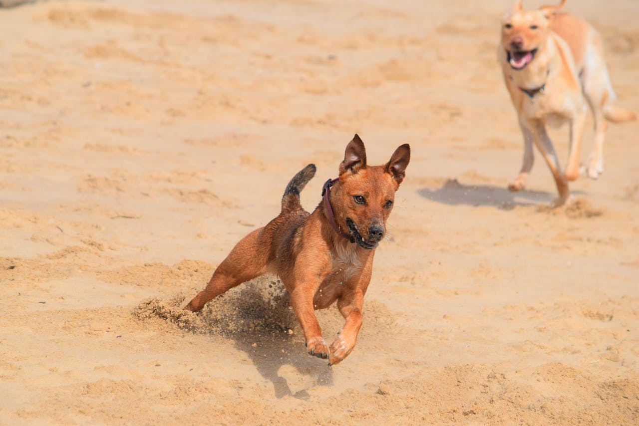 Hund im Urlaub – Reise-Checkliste für den perfekten Urlaub mit Hund