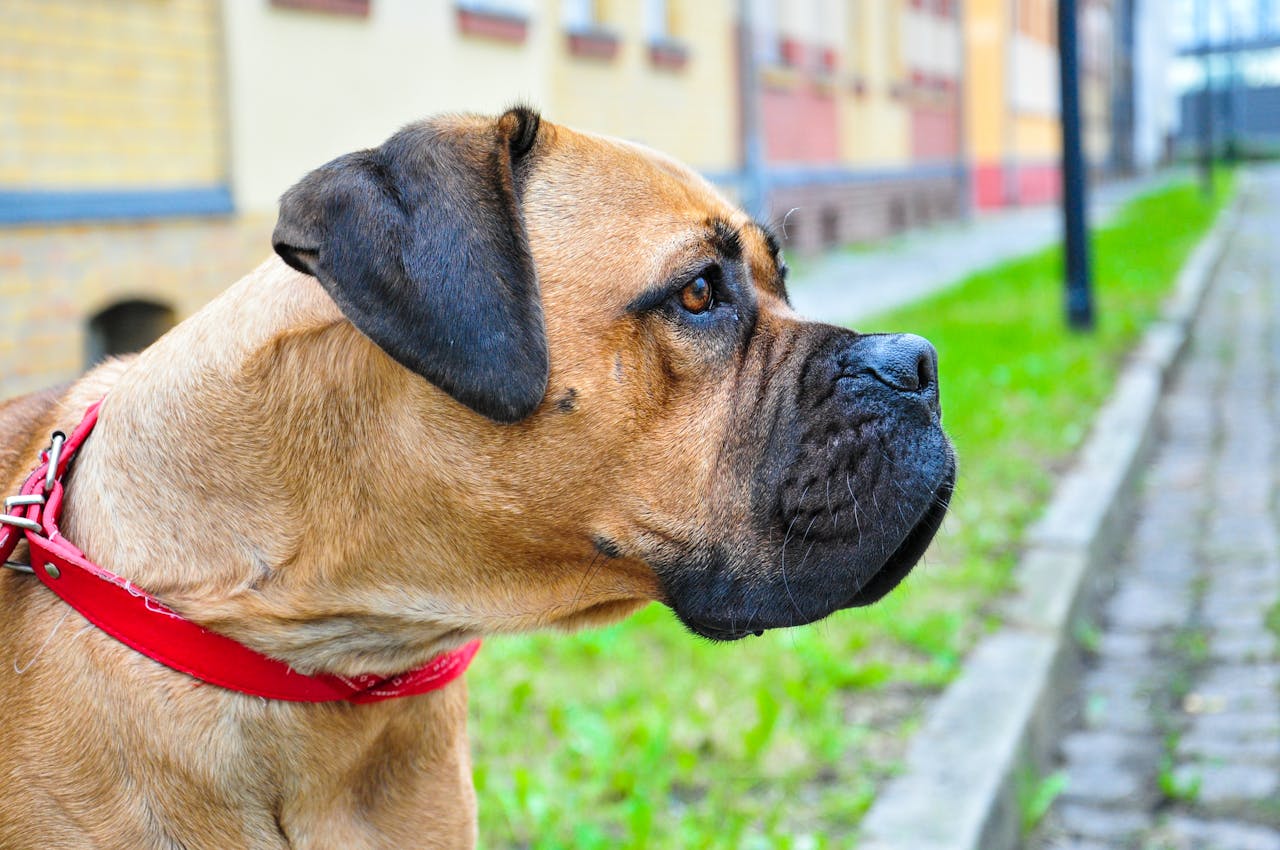Hundemarke aus Edelstahl wird mit einem weichen Tuch gereinigt und gepflegt