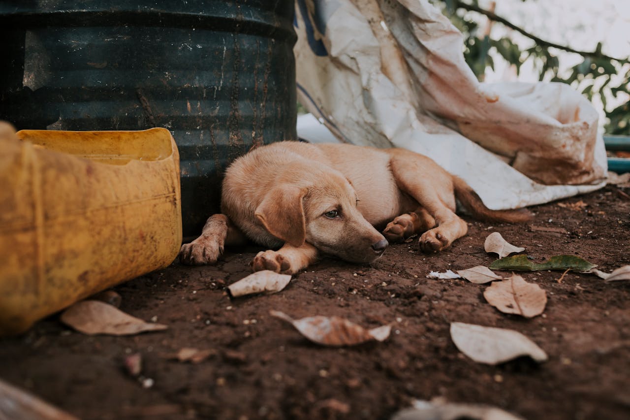 Hund entlaufen – Sofort-Maßnahmen und Tipps zur Prävention
