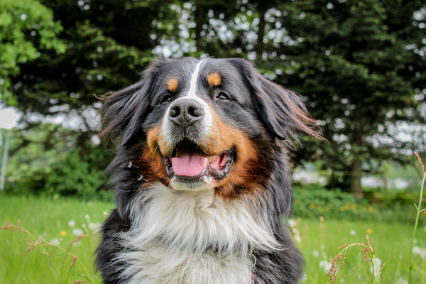 Nahaufnahme eines Hundes