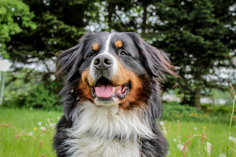 Nahaufnahme eines Hundes