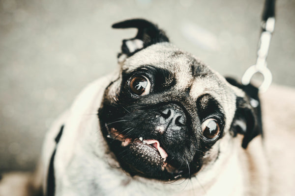 Ein Hund der in die Kamera schaut