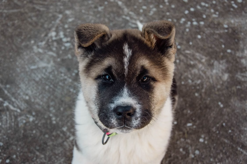 Short Dog Names: 100+ Ideas for Males & Females