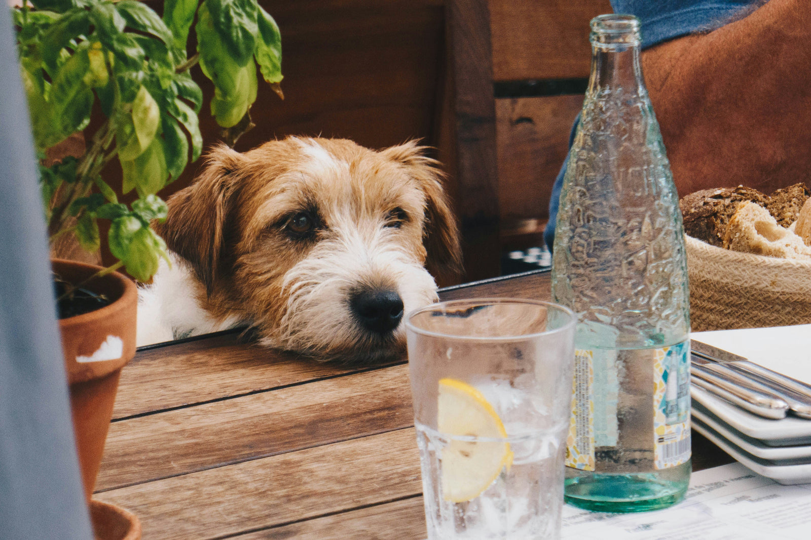 Dog looking longingly at a table full of food – not everything is safe for dogs to eat