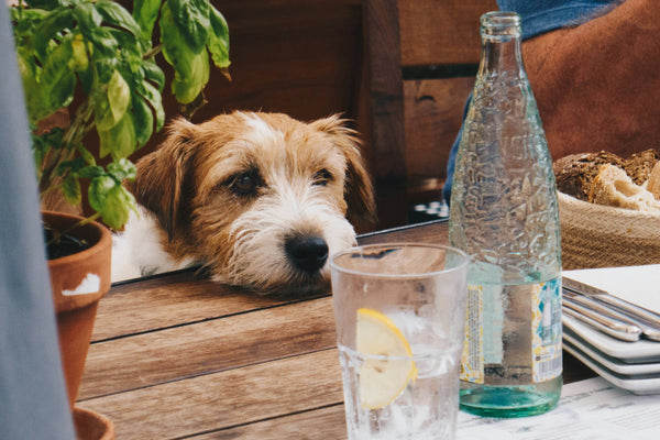 Dog looking longingly at a table full of food – not everything is safe for dogs to eat