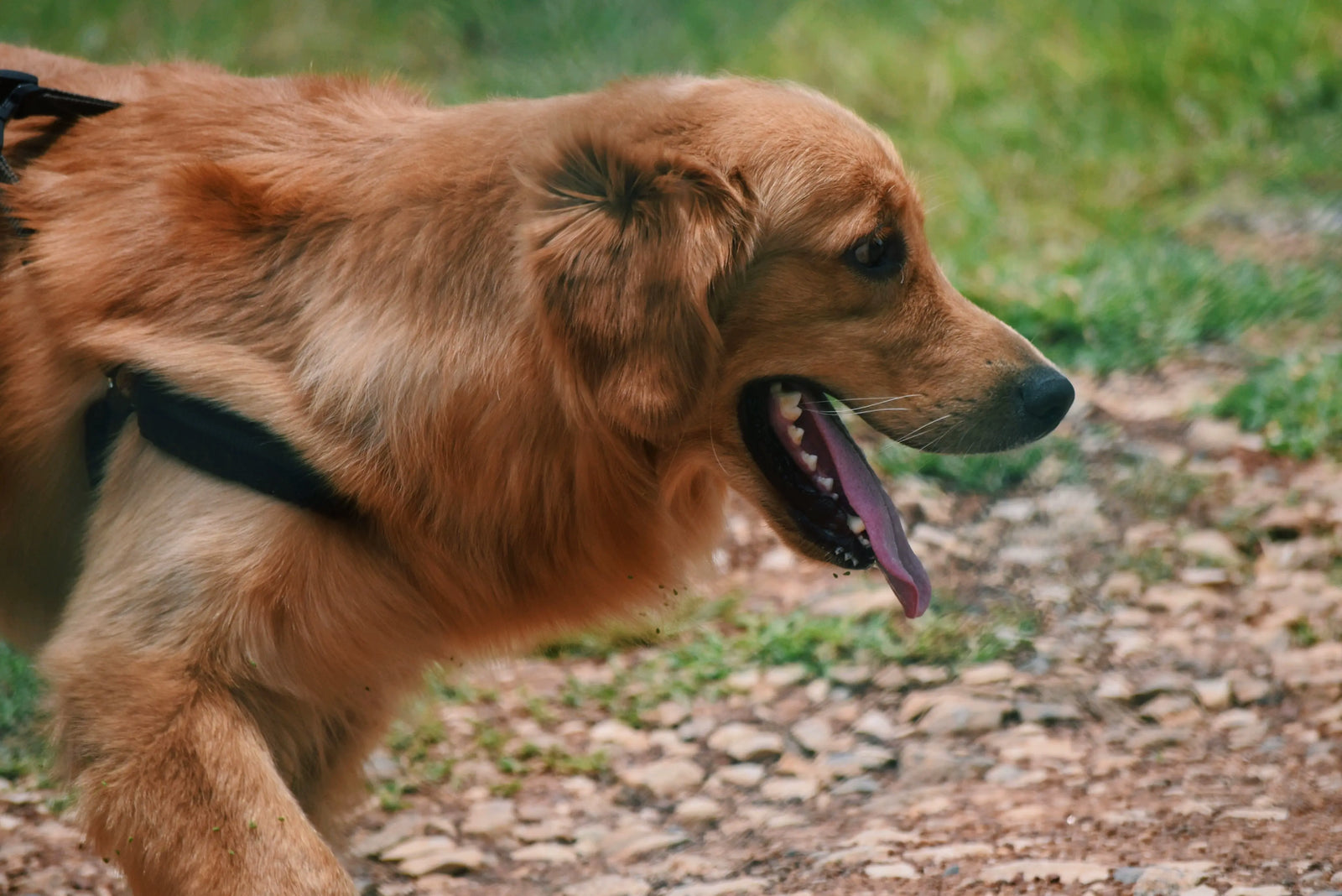 Dogs in Hot Weather: Prevent Overheating & Spot Heatstroke