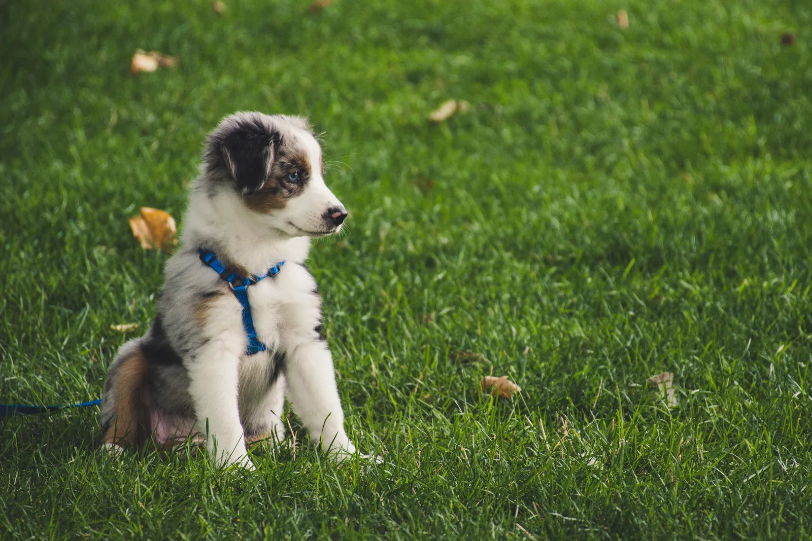 Female Dog Names: 150 Beautiful Names for Your Girl Dog (2026)