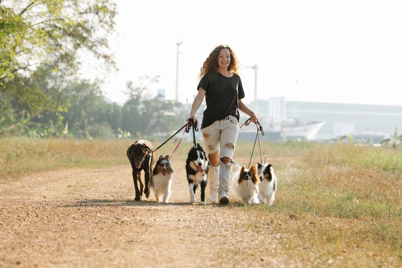 Collar or Harness: What's Better for Your Dog?