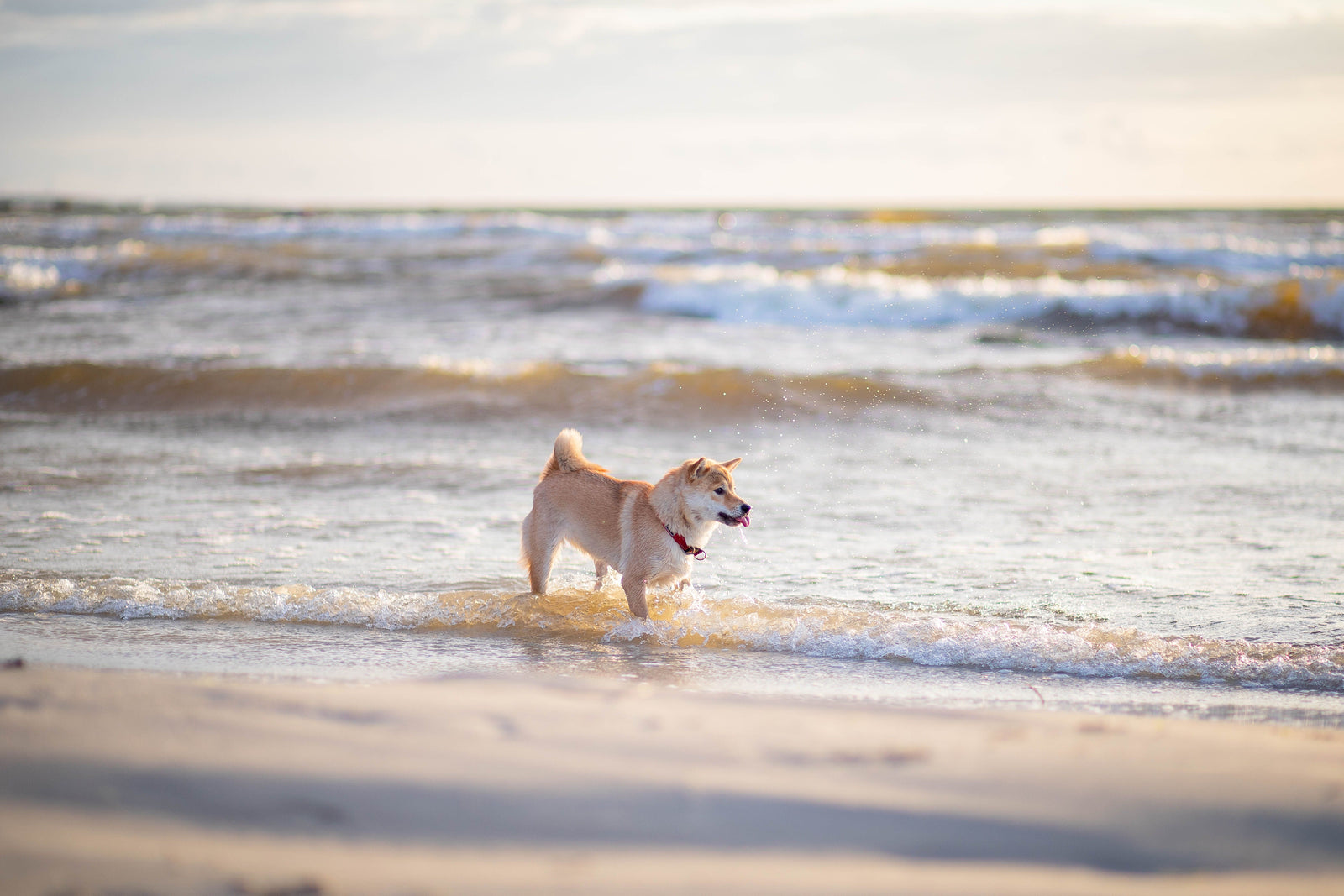 Travelling Abroad with a Dog: EU Pet Passport & Entry Rules 2026