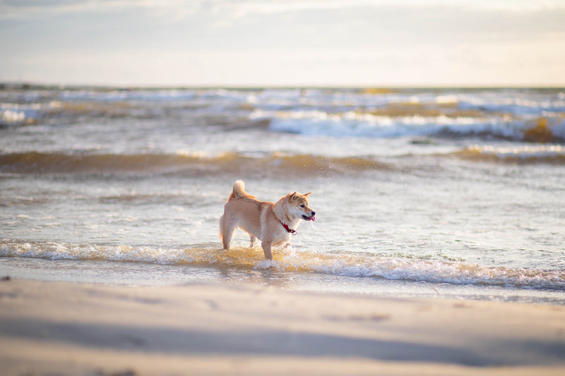 Travelling Abroad with a Dog: EU Pet Passport & Entry Rules 2026