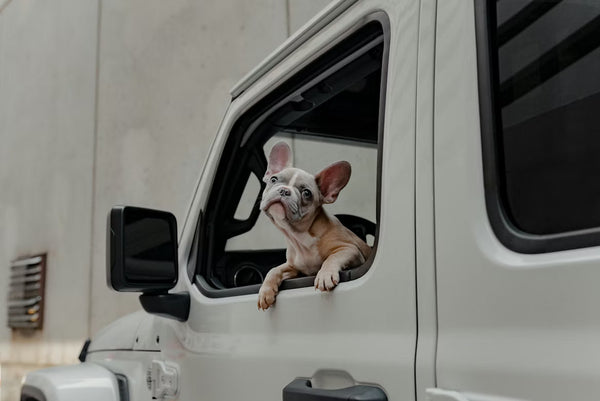 Dog looking out of a car window – heat dangers in a parked car during summer