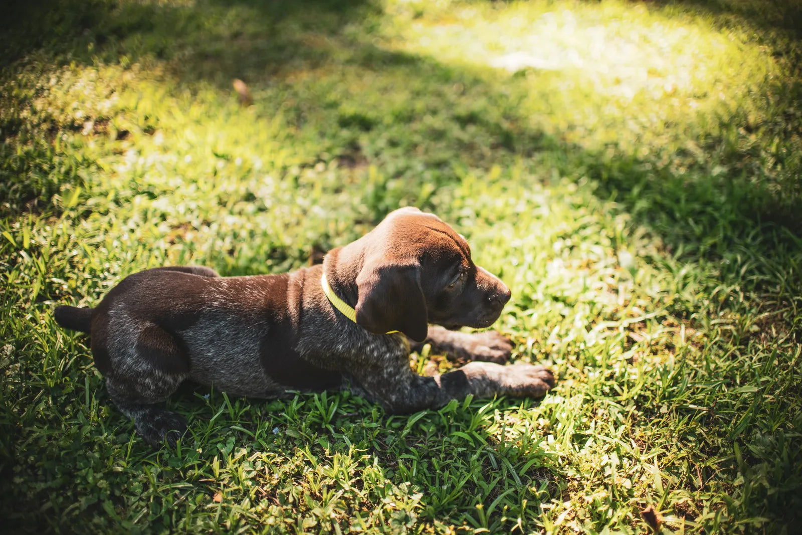 How to Potty Train a Puppy: A 7-Step Guide (2026)