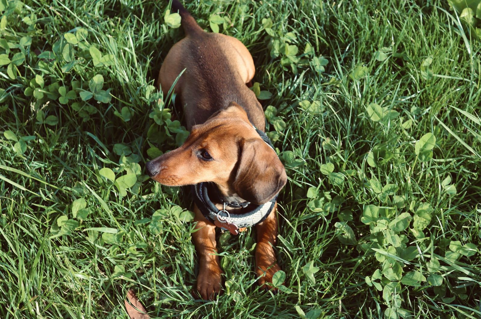 Ticks on Dogs: Removal, Protection & Dangerous Diseases