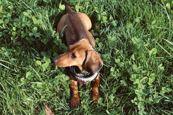 Ticks on Dogs: Removal, Protection & Dangerous Diseases