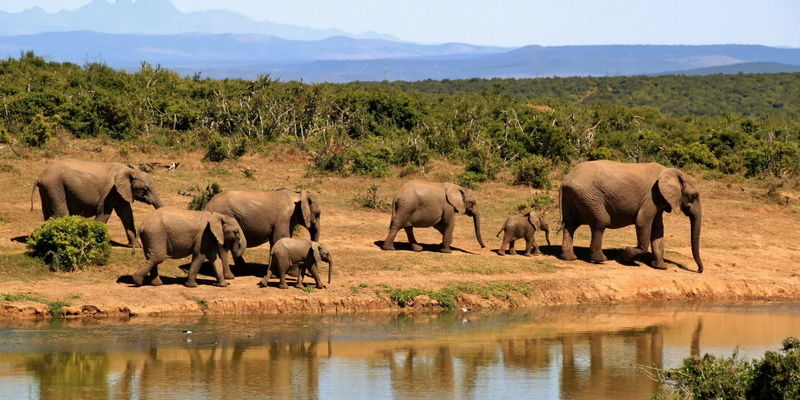 Africa